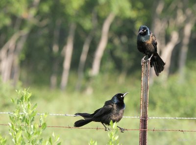 Common Grackle