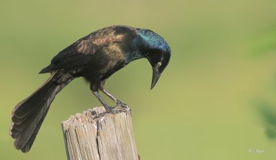 Common Grackle