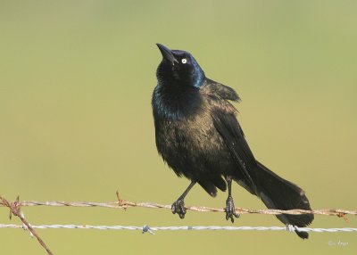 Common Grackle