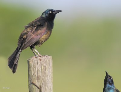 Common Grackle