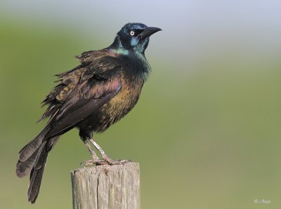 Common Grackle