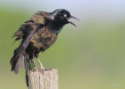 Common Grackle