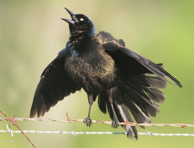 Common Grackle