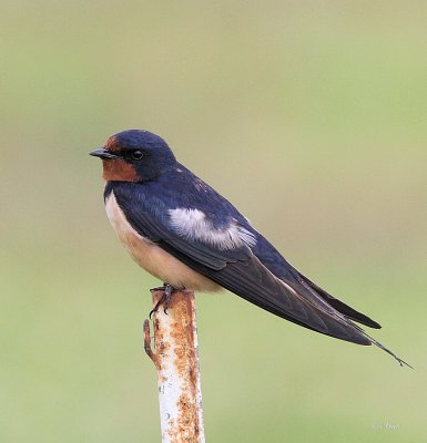 Barn Swallow