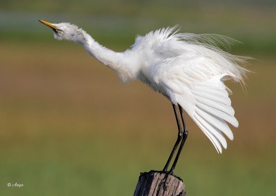 Great Egret