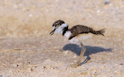 Killdeer