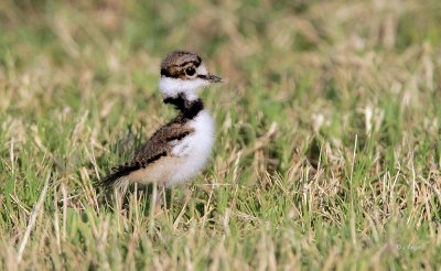 Killdeer