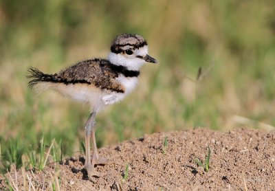 Killdeer