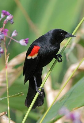 Red-winged Blackbird