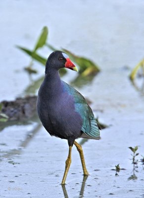 Purple Gallinule