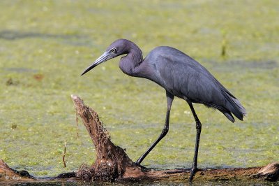 Little Blue Heron