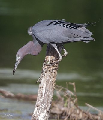 Little Blue Heron