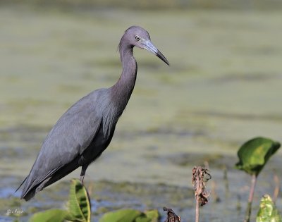 Little Blue Heron