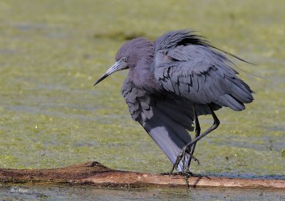 Little Blue Heron