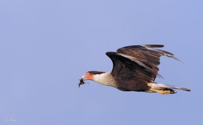 Crested Caracara