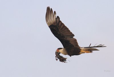 Crested Caracara