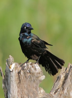 Common Grackle