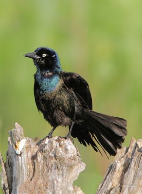 Common Grackle