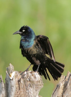 Common Grackle