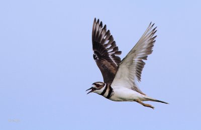 Killdeer