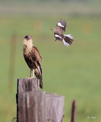 Crested Caracara and Mockingbird