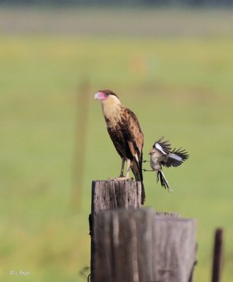 Crested Caracara and Mockingbird