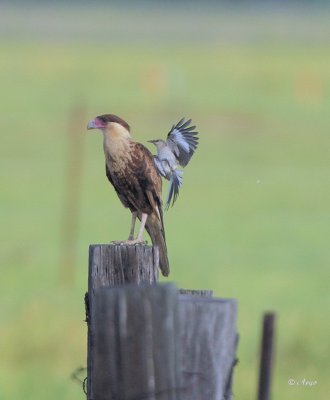 Crested Caracara and Mockingbird