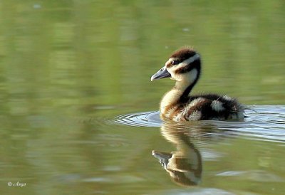 Black-bellied Whistling Duck