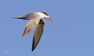 Royal Tern