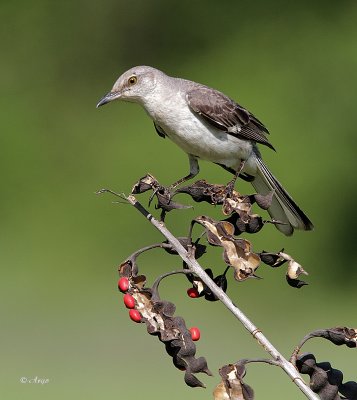 Northern Mockingbird