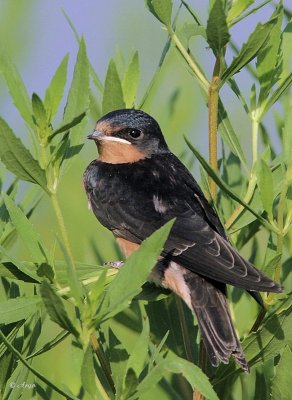 Barn Swallow