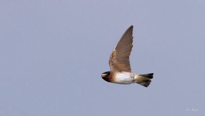 Barn Swallow