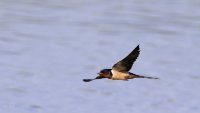Barn Swallow