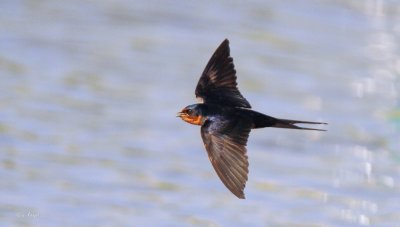 Barn Swallow
