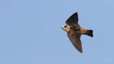 Barn Swallow