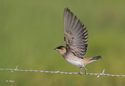 Barn Swallow