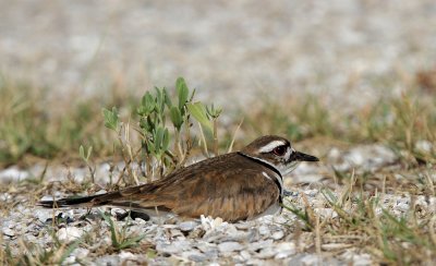 Killdeer