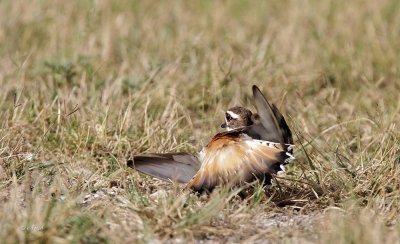 Killdeer