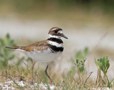 Killdeer