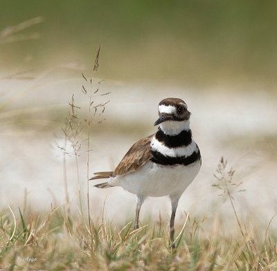 Killdeer