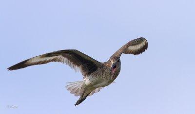 Willet