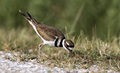KIlldeer