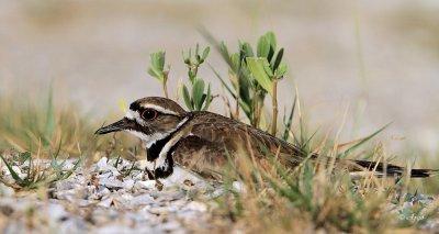 Killdeer