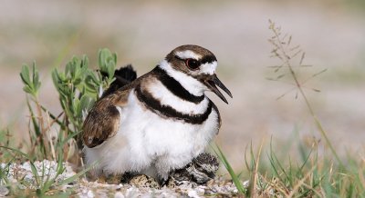 Killdeer