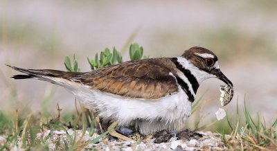 Killdeer