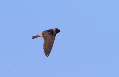 Barn Swallow