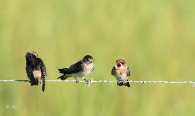 Barn Swallows