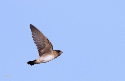 Barn Swallow