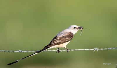 Scissor-tailed Flycatcher