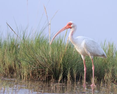 White Ibis
